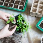 Planting Trays