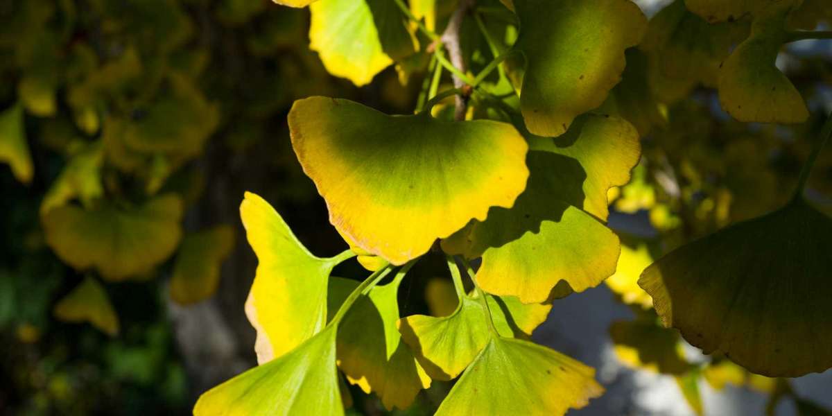 Ginko biloba und Männergesundheit