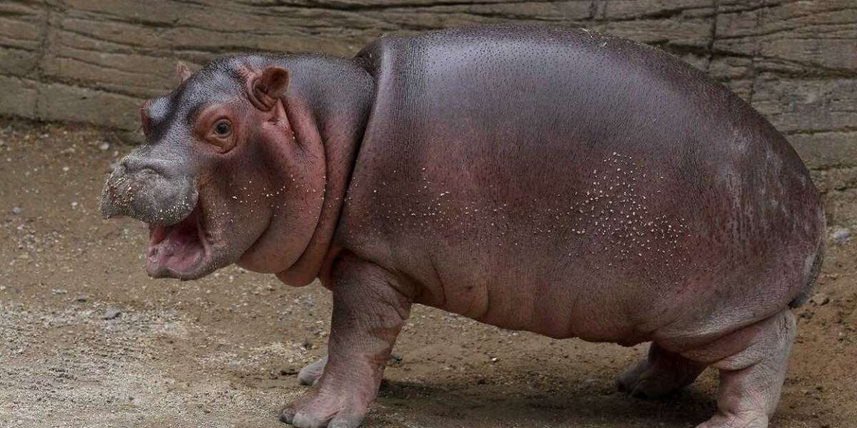 Meet Moo Deng: The Adorable Baby Hippo Stealing Hearts!