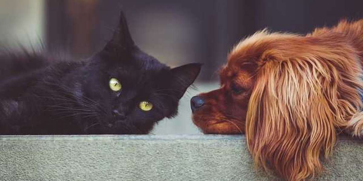 Dog & Cat Hygiene Supplies: A Comprehensive Guide