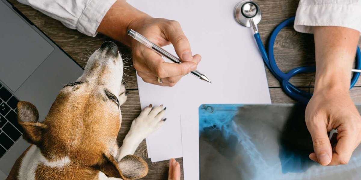 Cuidados Essenciais para Seu Pet: Tudo Sobre o PRÉ 3 Veterinário