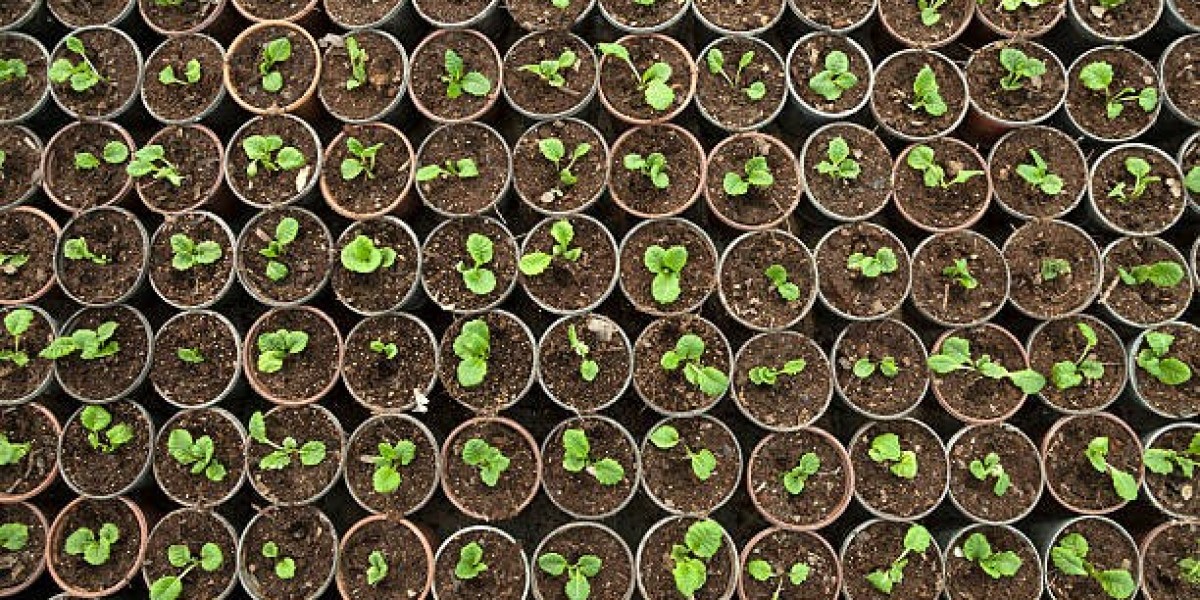 Unleashing the Power of Hybrid Autoflower Seeds: The Future of Home Growing