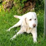 Tweedle Pet Products