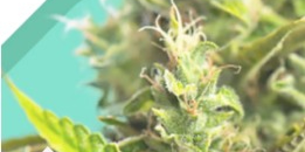Discover the Future of Cultivation: Why Hybrid Autoflower Seeds Are Changing the Game