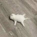 Milk Cat