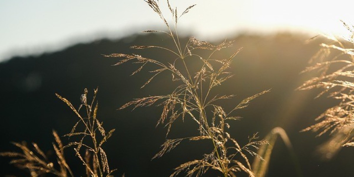 Kentucky 31 Grass Seed: The Tough & Trusted Lawn Solution