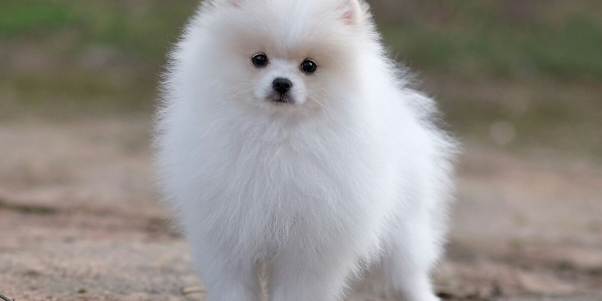 Tiny Size, Big Heart: The Magic of the Pomeranian Dog