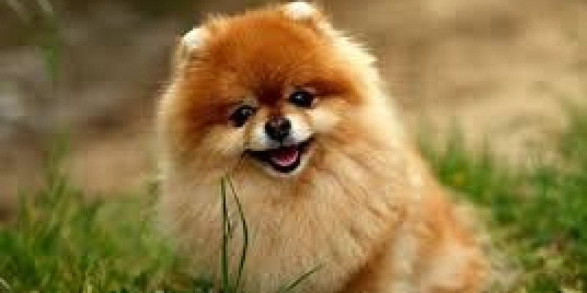 Pomeranian – The Perfect Fluffy Companion for Any Home