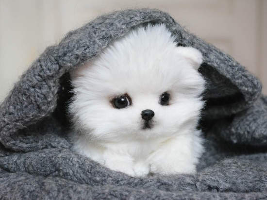 Cachorros en adopción-2 meses