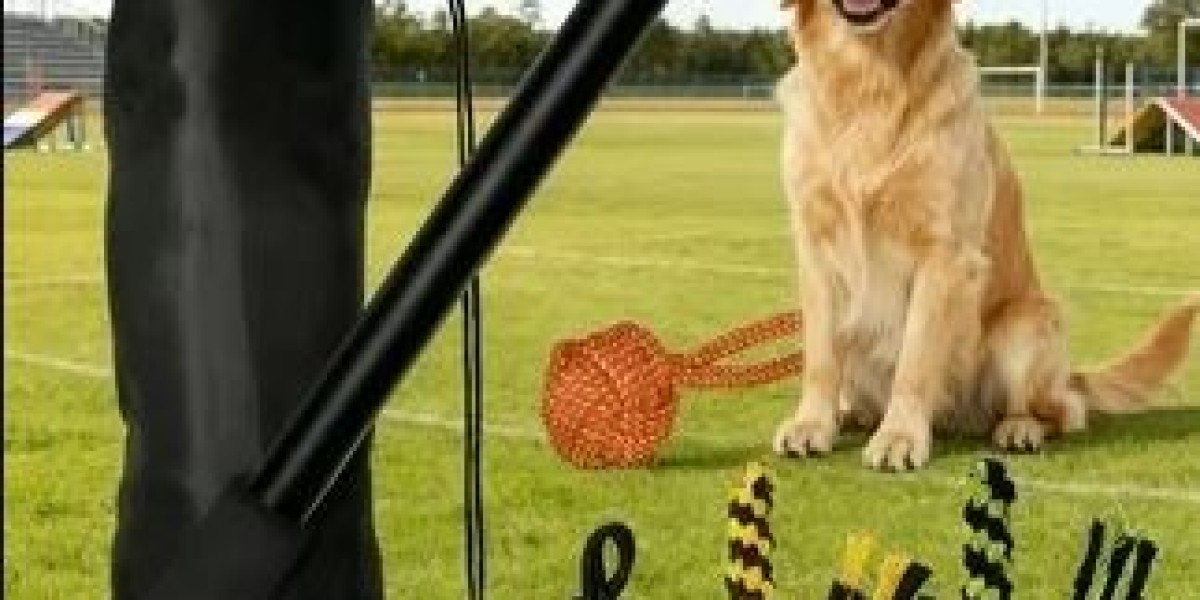 Safe Training Equipment for Puppy Exercise