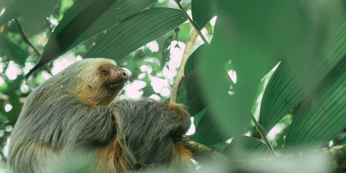 Christmas in Arenal: The Ultimate Holiday Travel Experience in Costa Rica