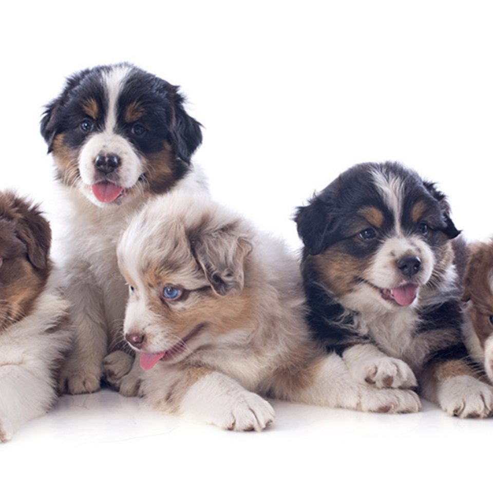 Reproduction Neonatal Care | Mt. Pleasant Hospital for Animals