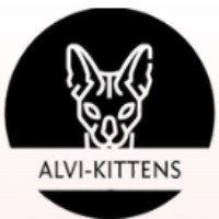 alvi kittens