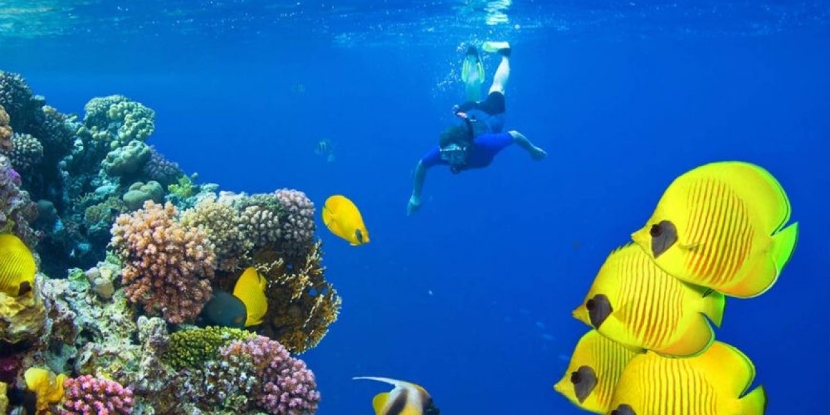 Experience the Beauty of Marsa Alam Diving