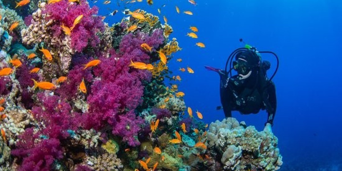 Experience World-Class Diving in Marsa Alam