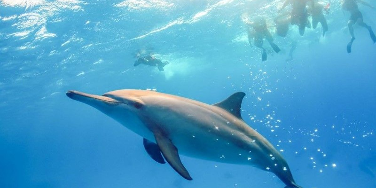 Marsa Alam Diving Adventures and Iconic Red Sea Reefs