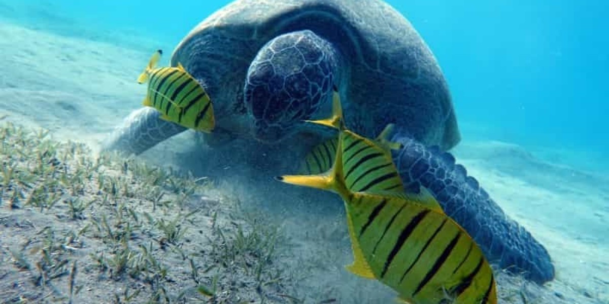 A Complete Guide to Diving Adventures in Marsa Alam