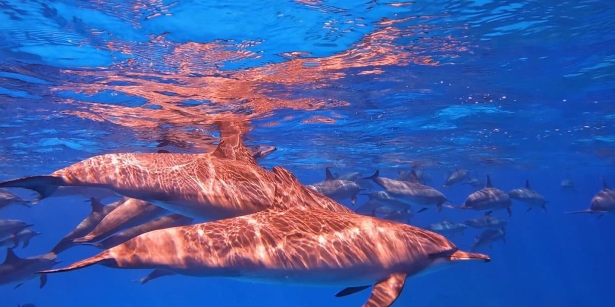 Discover Unforgettable Diving Adventures in Marsa Alam