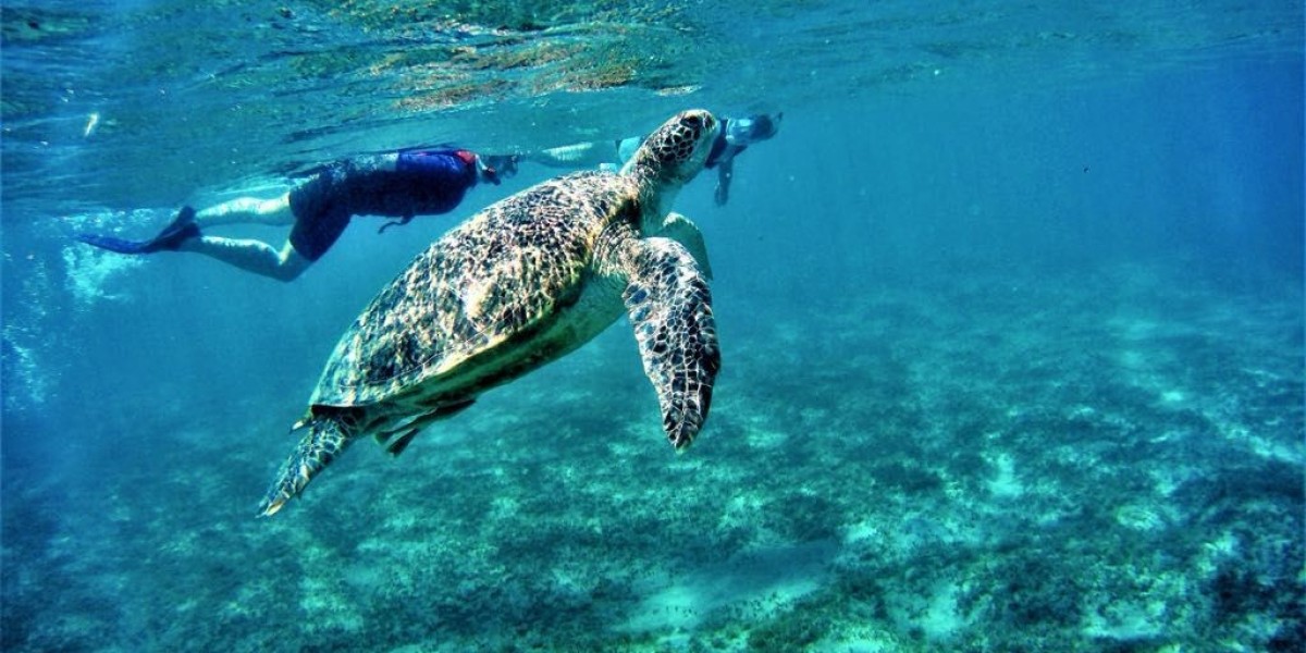 Explore the Best Diving Sites with Deep South Divers in Marsa Alam