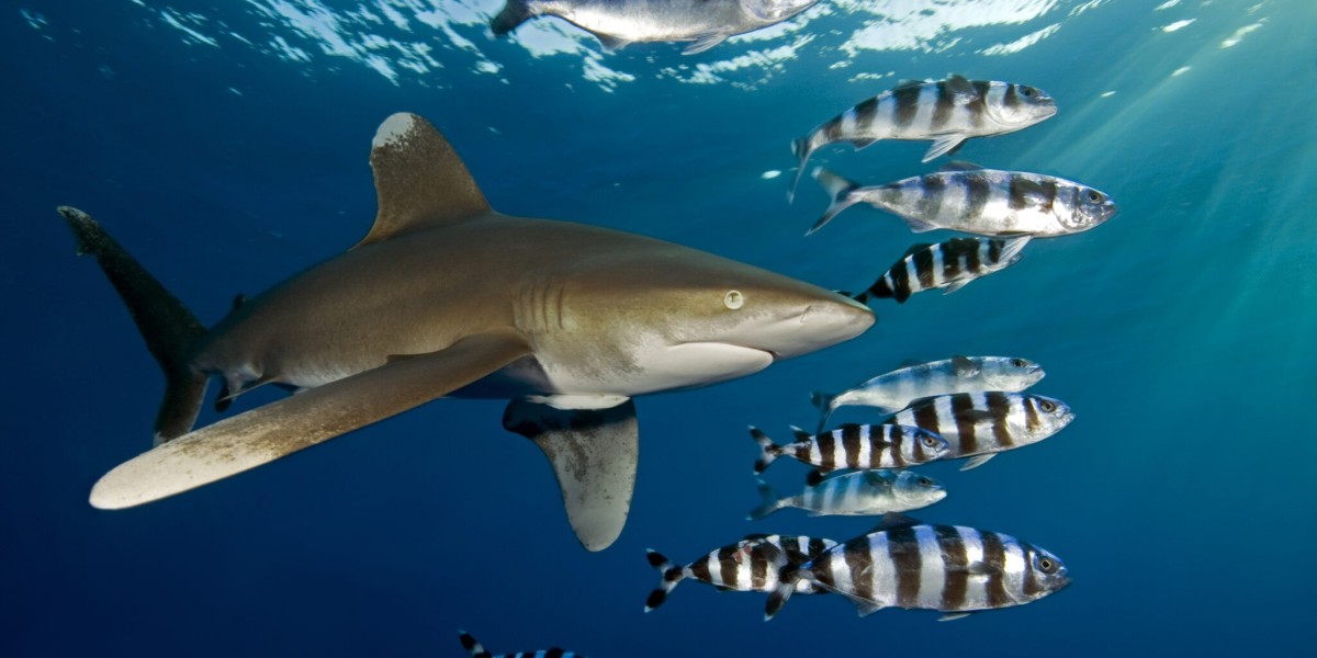 Ultimate Diving Experiences in Marsa Alam