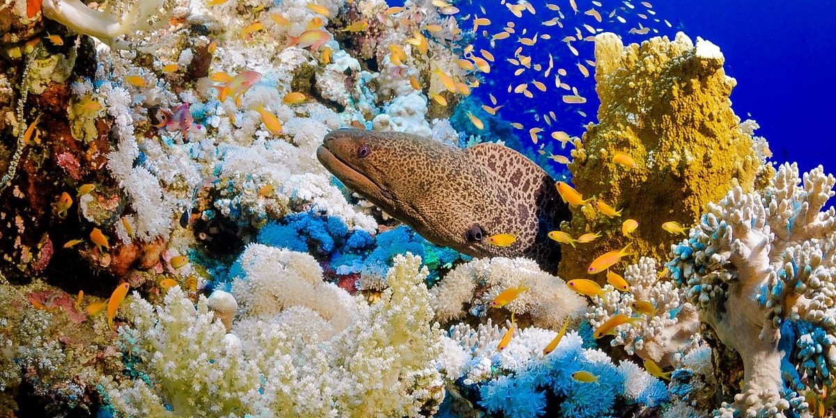 Discover the Top Diving Attractions in Marsa Alam