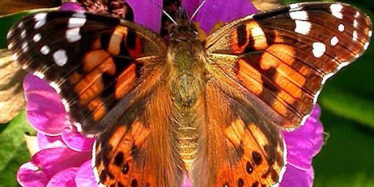 Why Choose Wedding Butterfly Release for Magical Event Moments