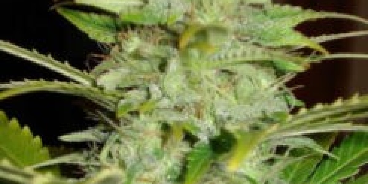 Amsterdam iç mekân tohum