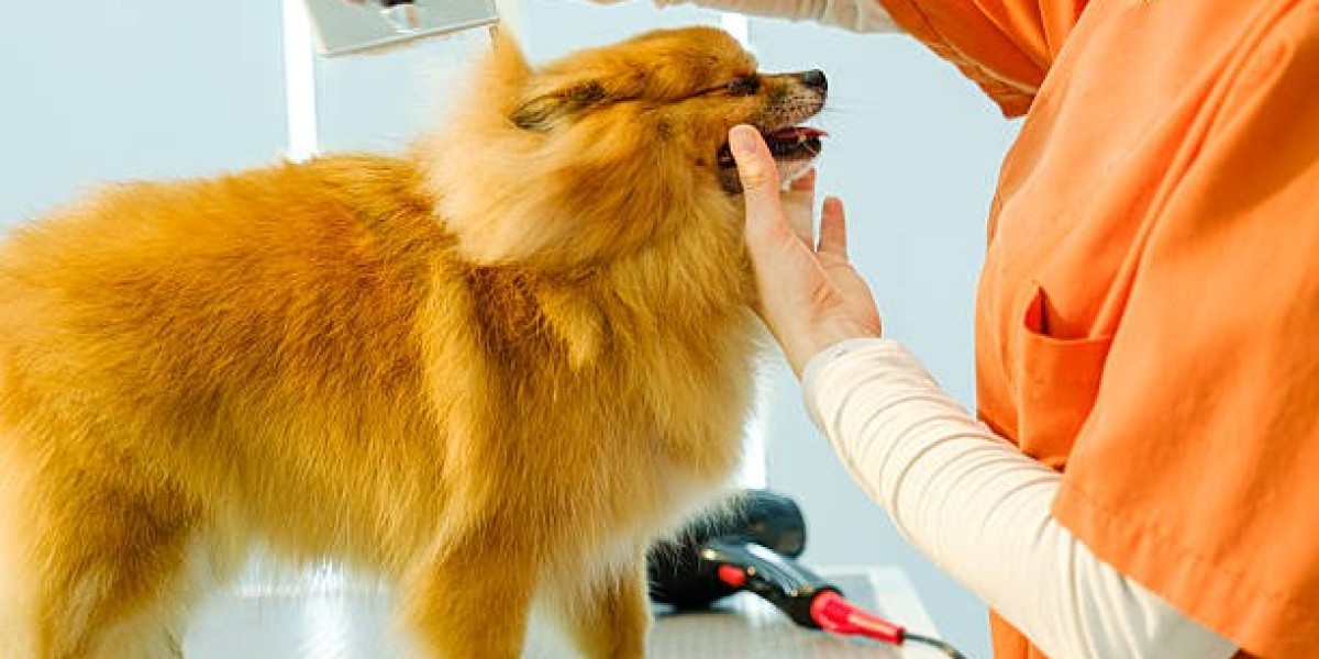 How Dog Haircut Service Transforms Your Dog’s Appearance
