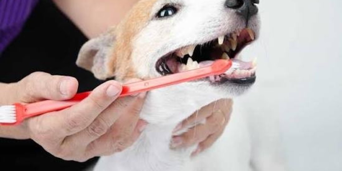 Why Pet Dental Cleaning Is Important for Long Term Health