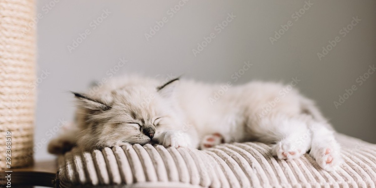How At Home Euthanasia in Long Island Works for Dogs and Cats